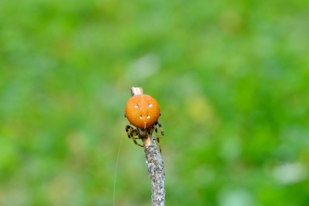 Araneus quadratus - La Thuile (AO)