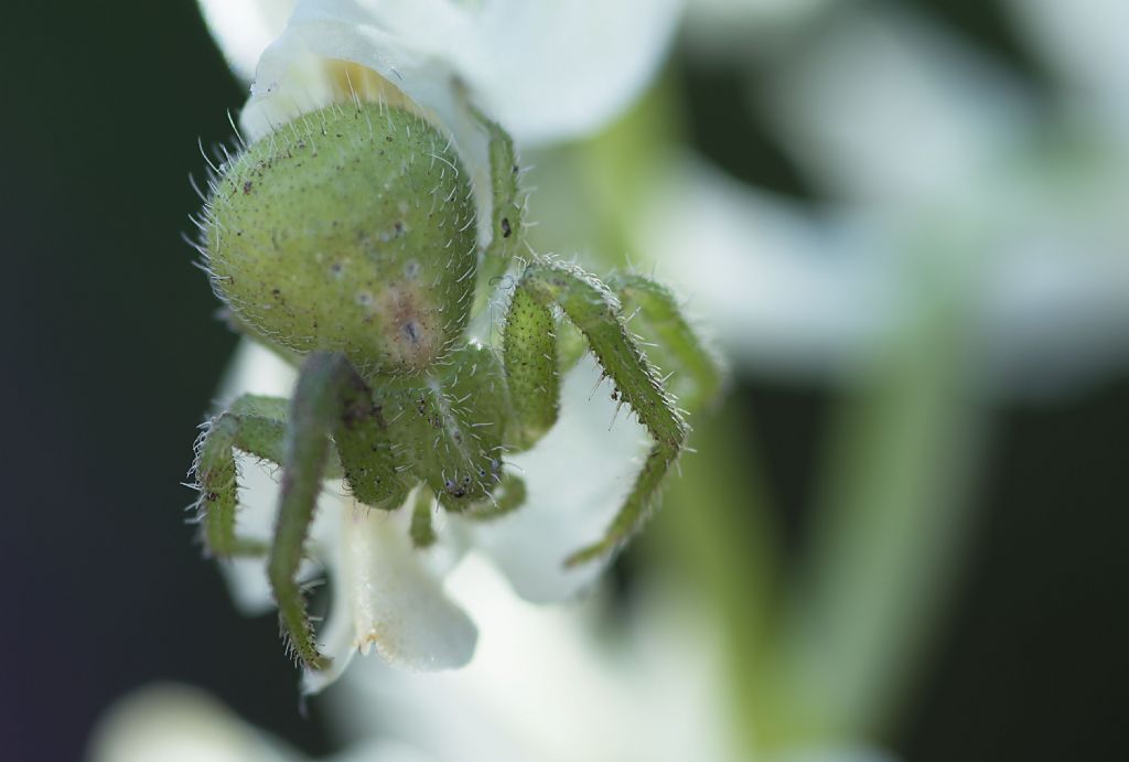 Celle Ligure (SV) - Heriaeus sp.