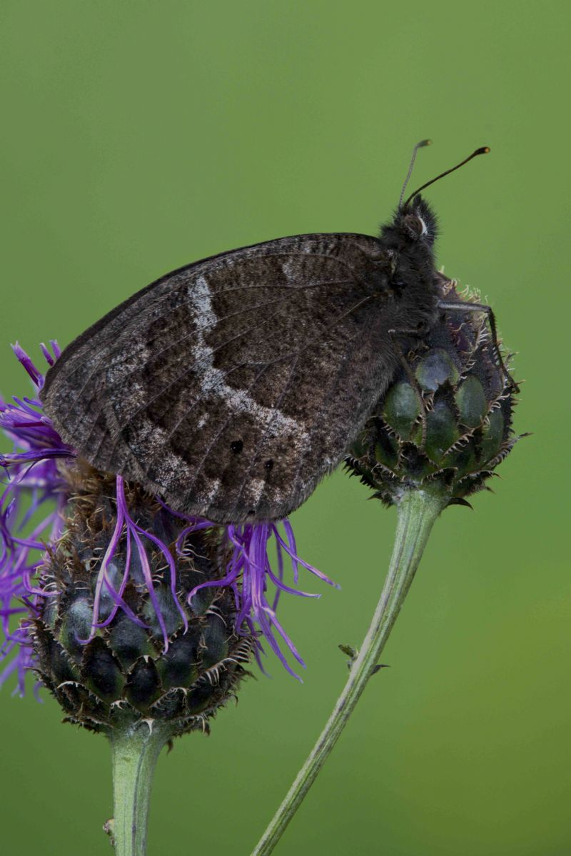 Identificazione Lepidottero - Satyrus ferula