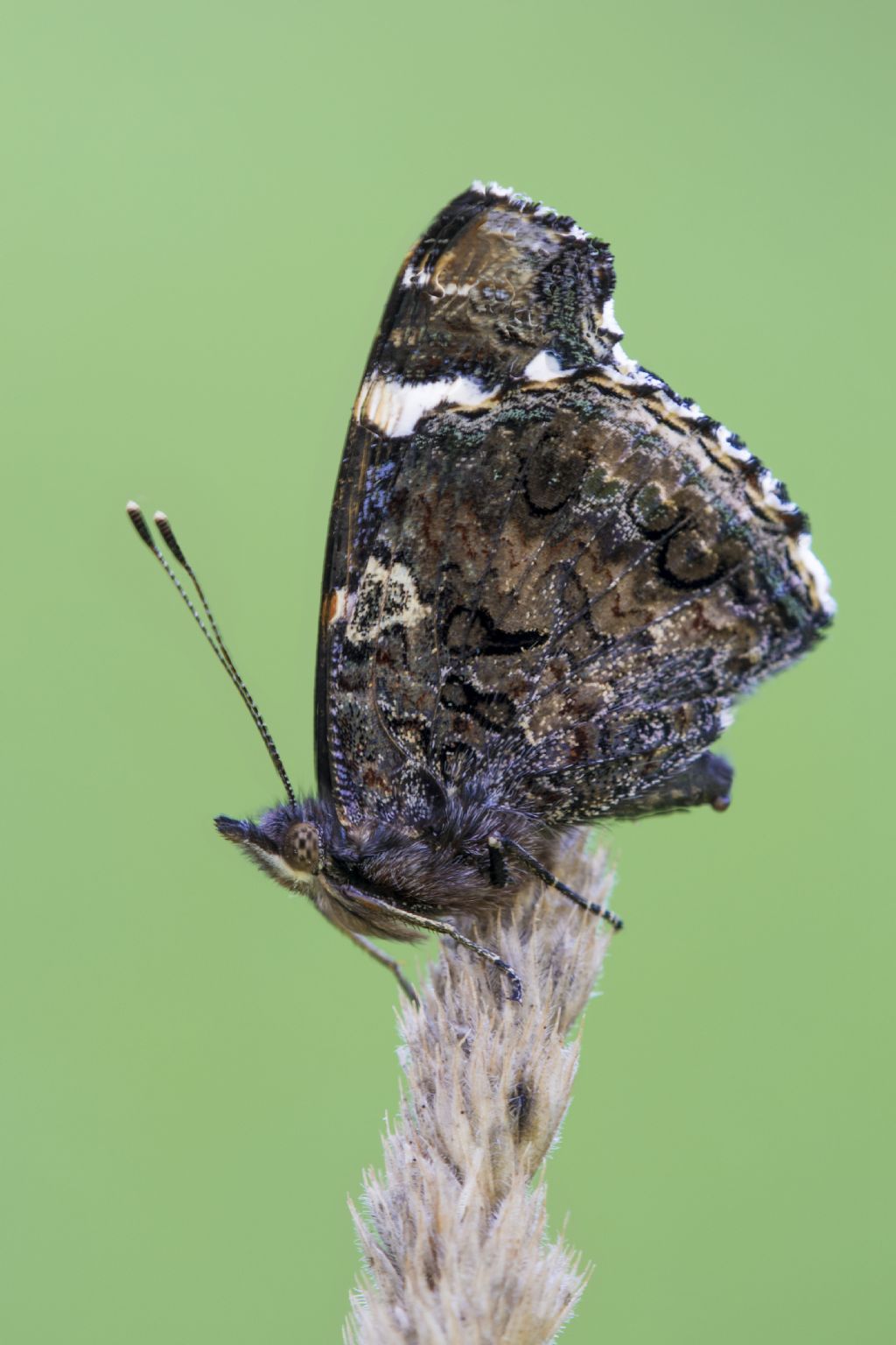 Identificazione farfalla - Vanessa atalanta