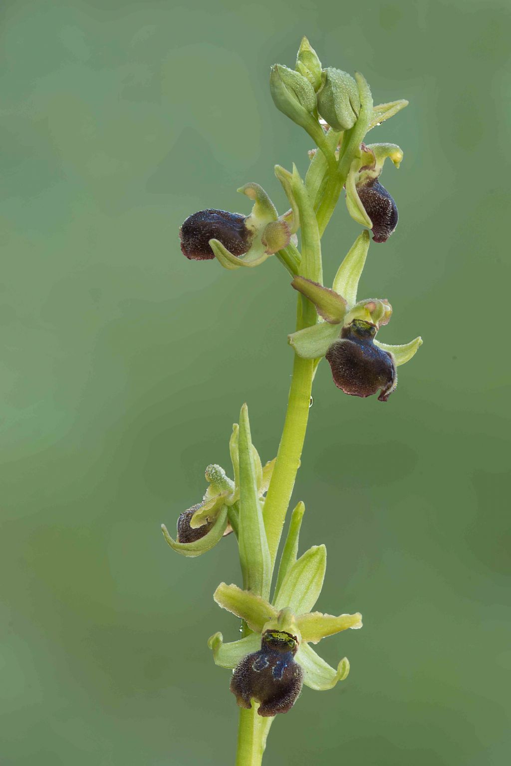 Ophrys  maritima