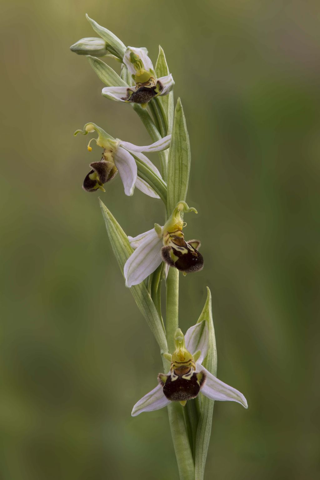 Identificazione orchidea