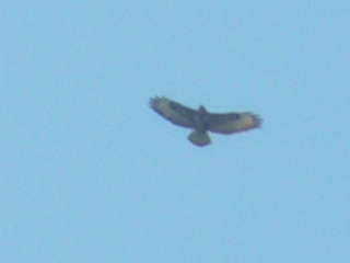 Identificazione rapace