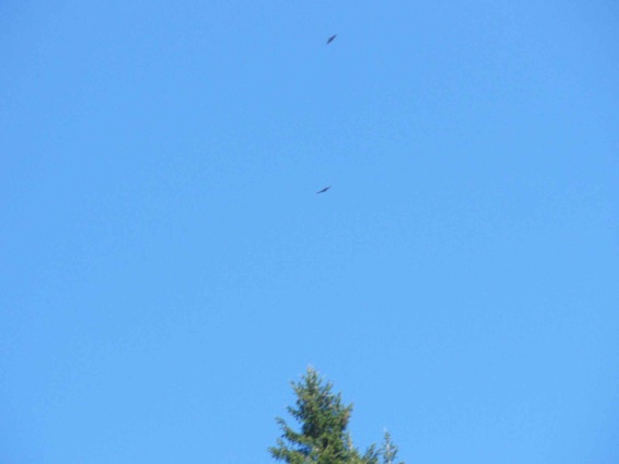 Identificazione rapace