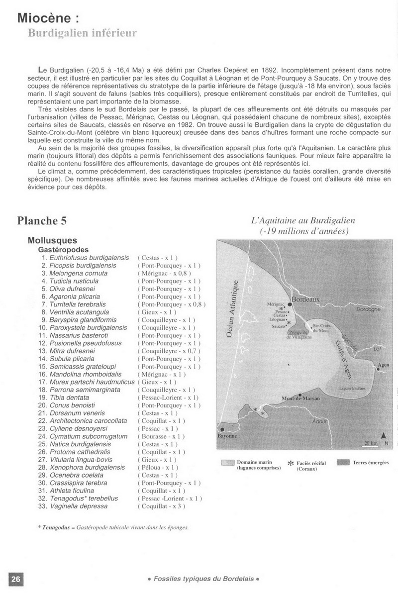 Famiglia Olividae dalla Francia