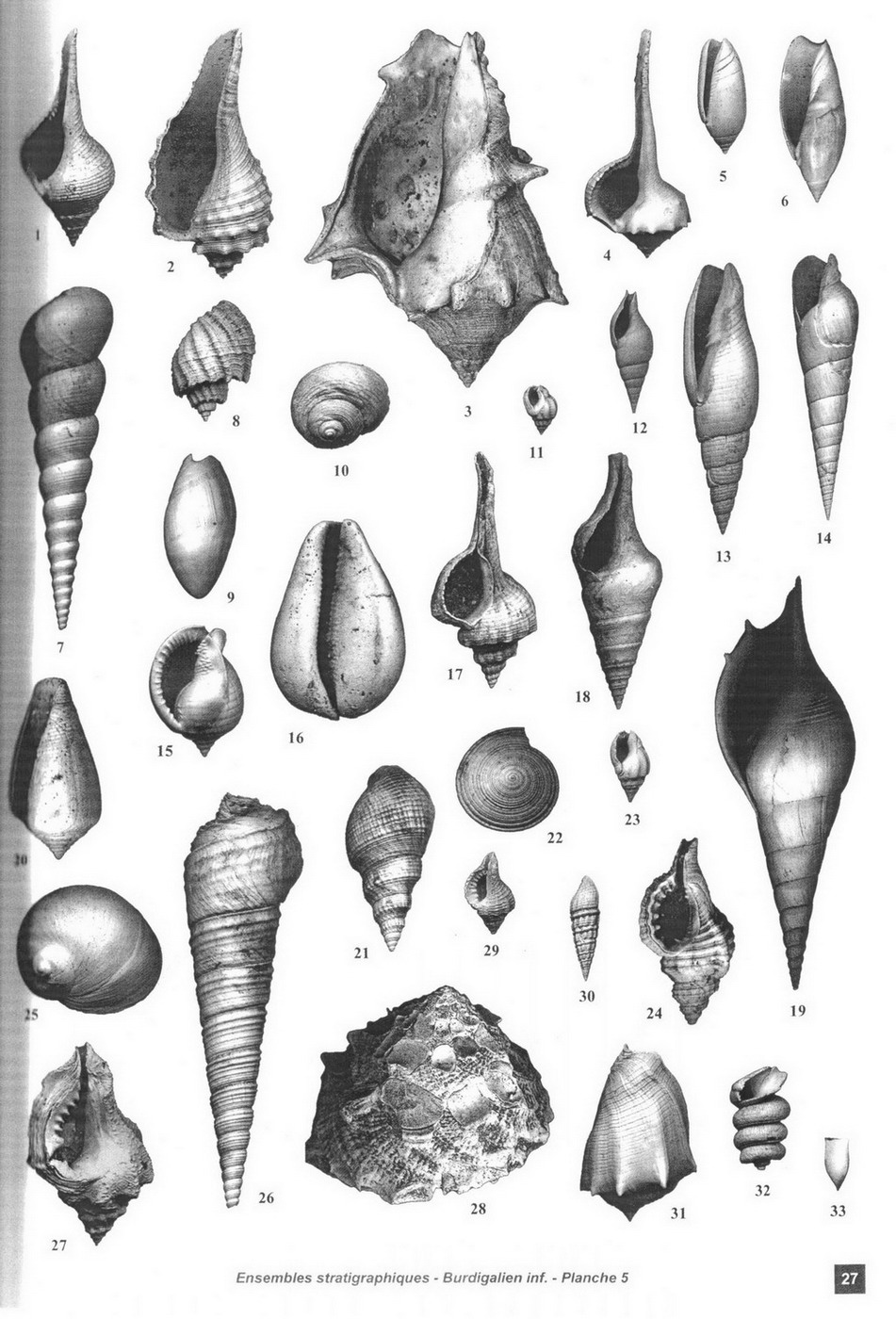 Famiglia Olividae dalla Francia