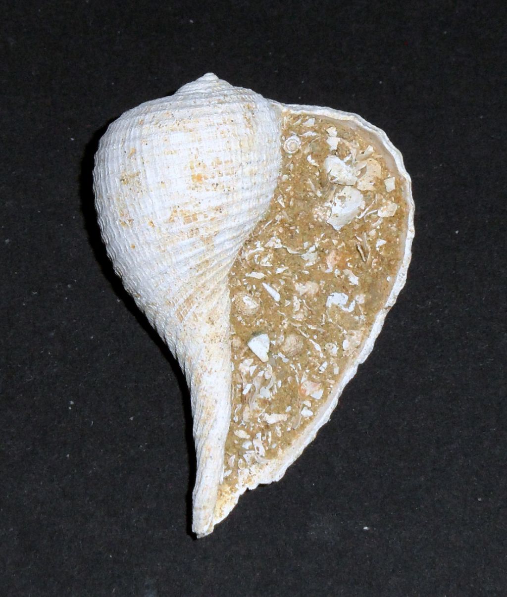 Ficus, ma che specie?