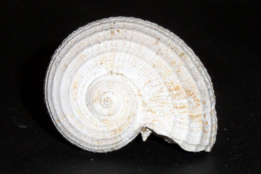 Ficus, ma che specie?