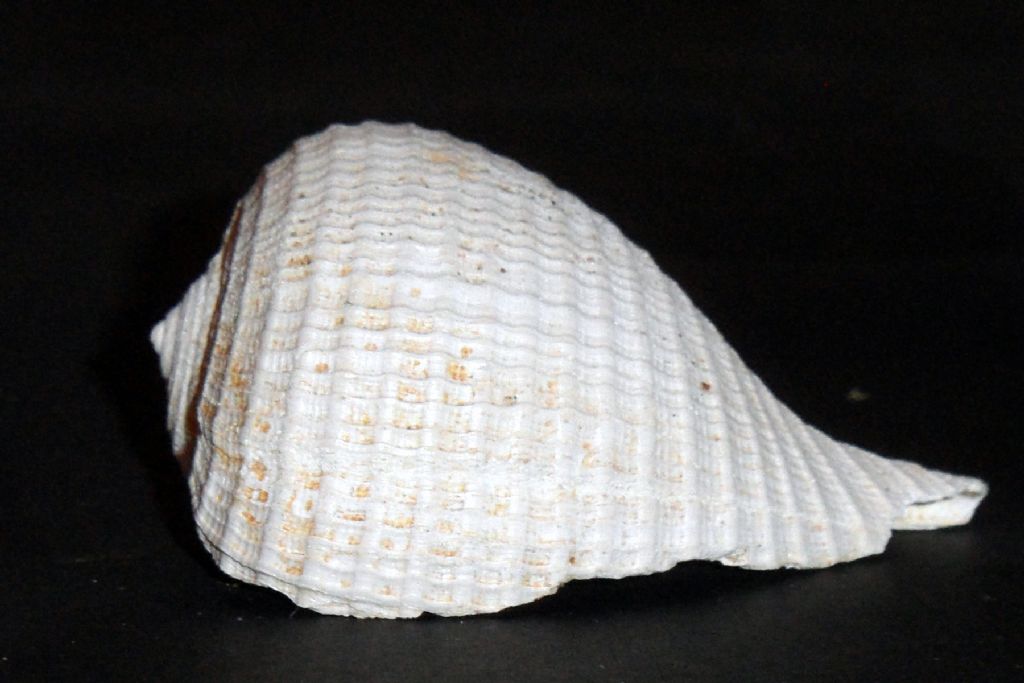 Ficus, ma che specie?