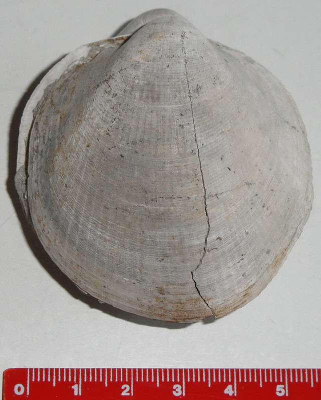 specie di Glycymeris?