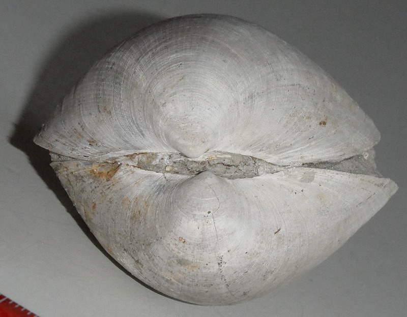 specie di Glycymeris?