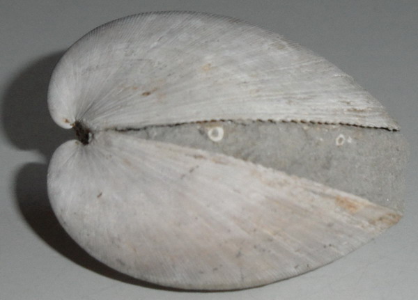 specie di Glycymeris?