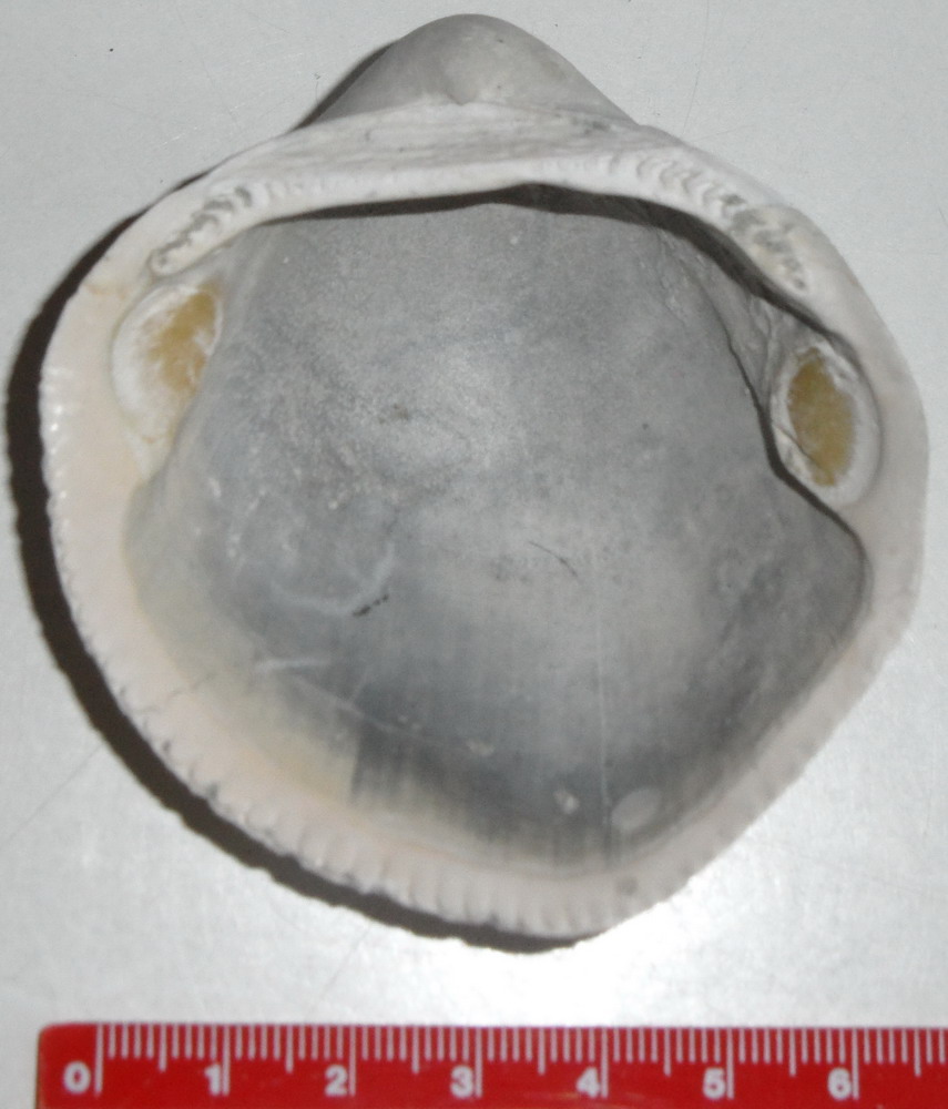 specie di Glycymeris?