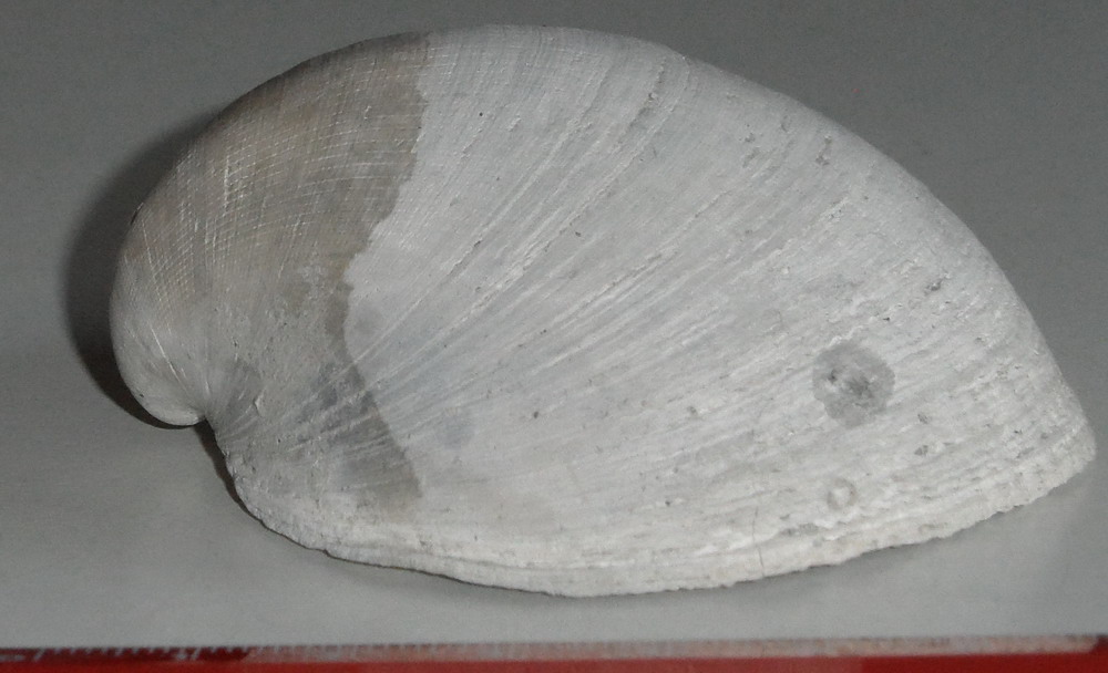 specie di Glycymeris?