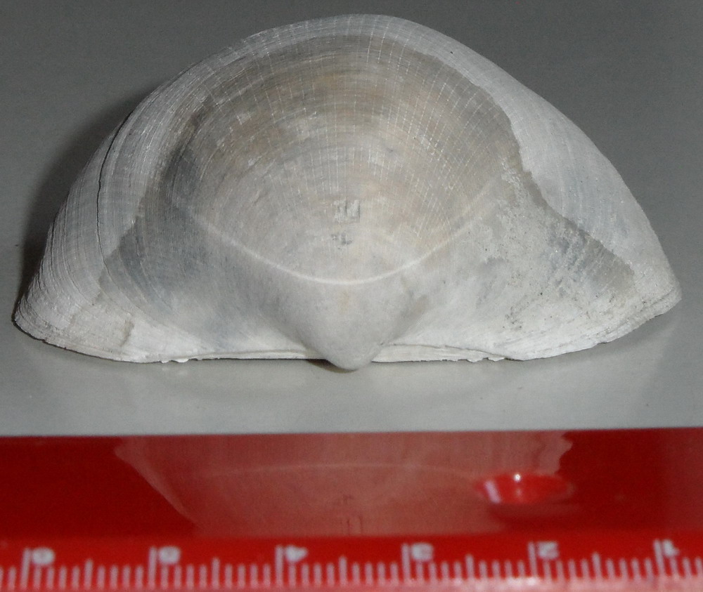 specie di Glycymeris?