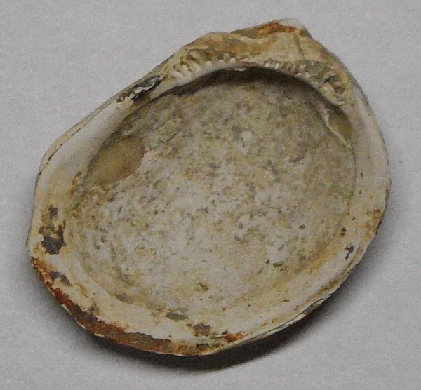 identificazione bivalve