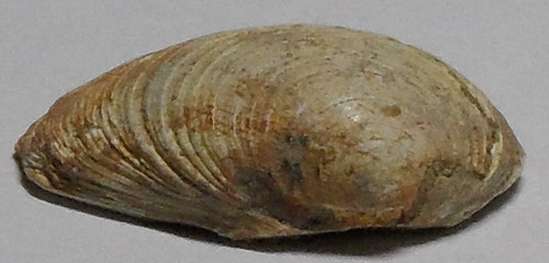 identificazione bivalve
