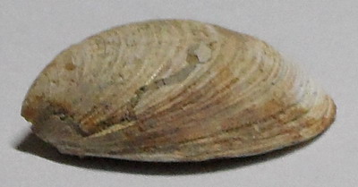 identificazione bivalve