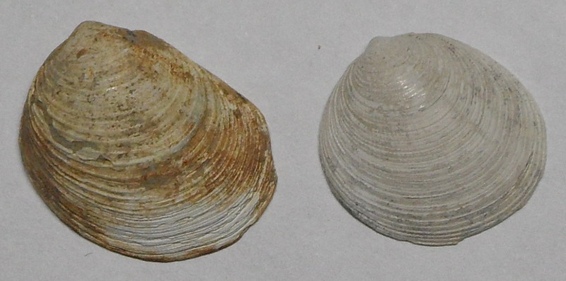 identificazione bivalve