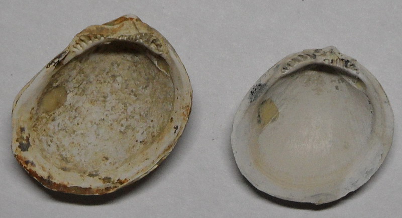 identificazione bivalve