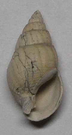 nassariidae da identificare