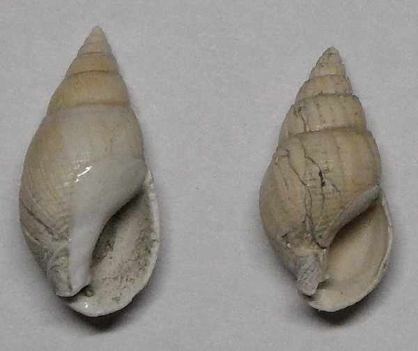 nassariidae da identificare