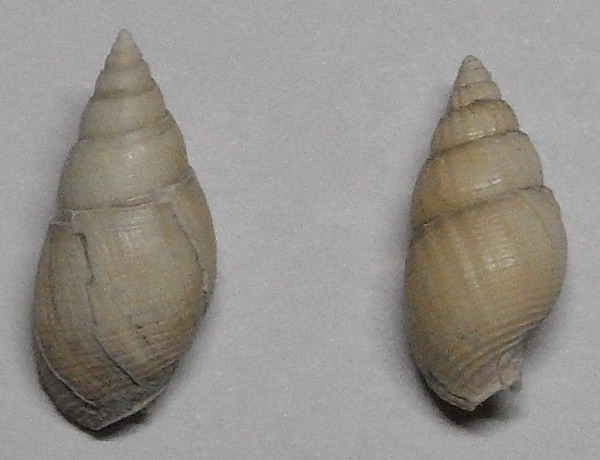 nassariidae da identificare
