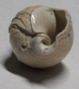 nassariidae da identificare