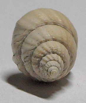 nassariidae da identificare