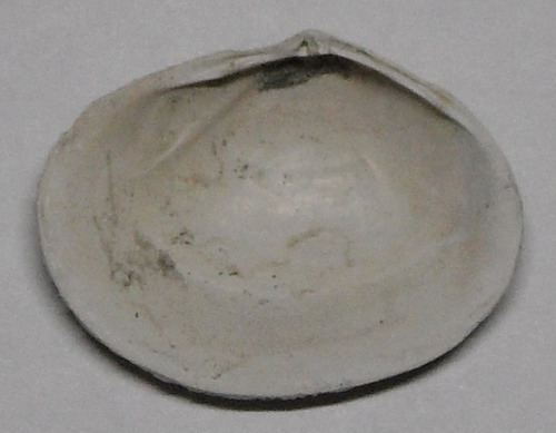 lamellibranco non identificato