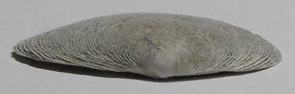 lamellibranco non identificato