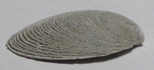 lamellibranco non identificato