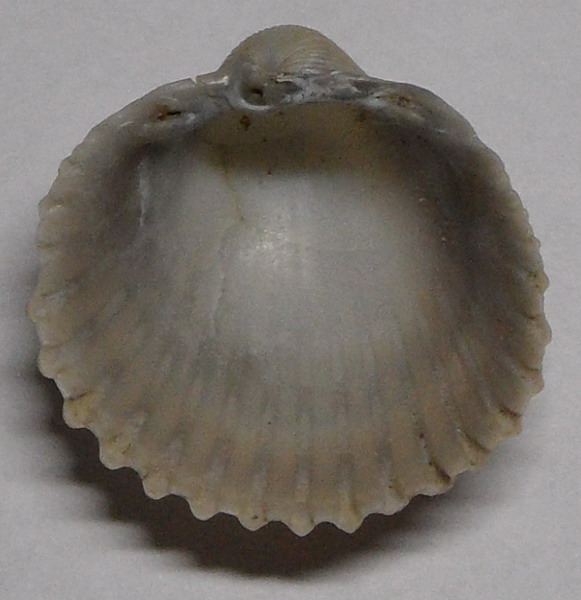 bivalve pliocenico