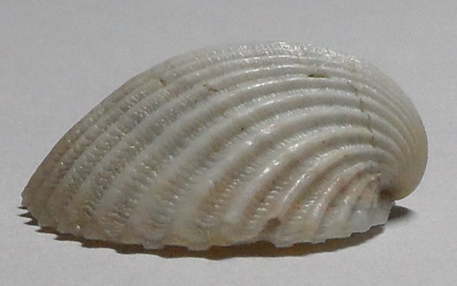 bivalve pliocenico