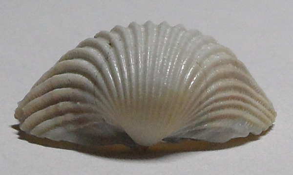 bivalve pliocenico