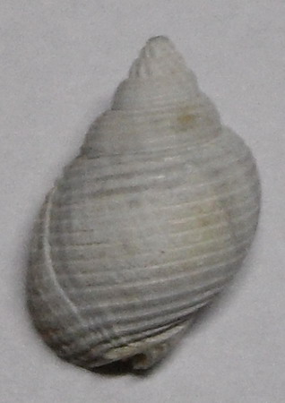 altro Nassarius da identificare