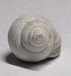altro Nassarius da identificare
