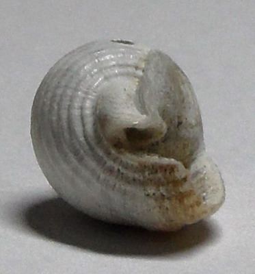 altro Nassarius da identificare