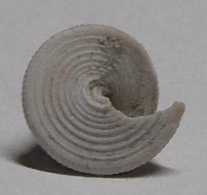 Trochide da identificare