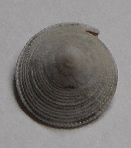 Trochide da identificare