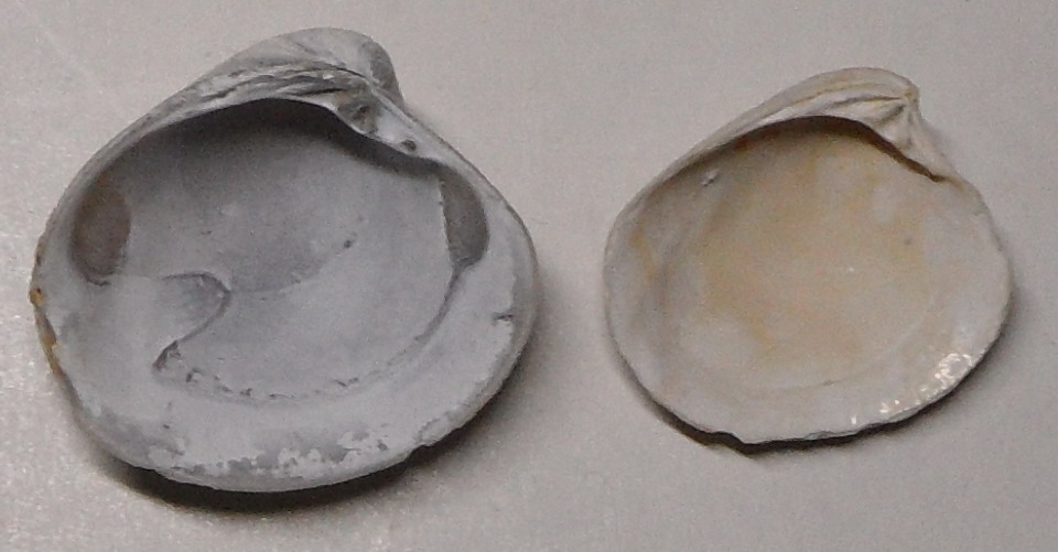 Bivalve dal torrente Stirone