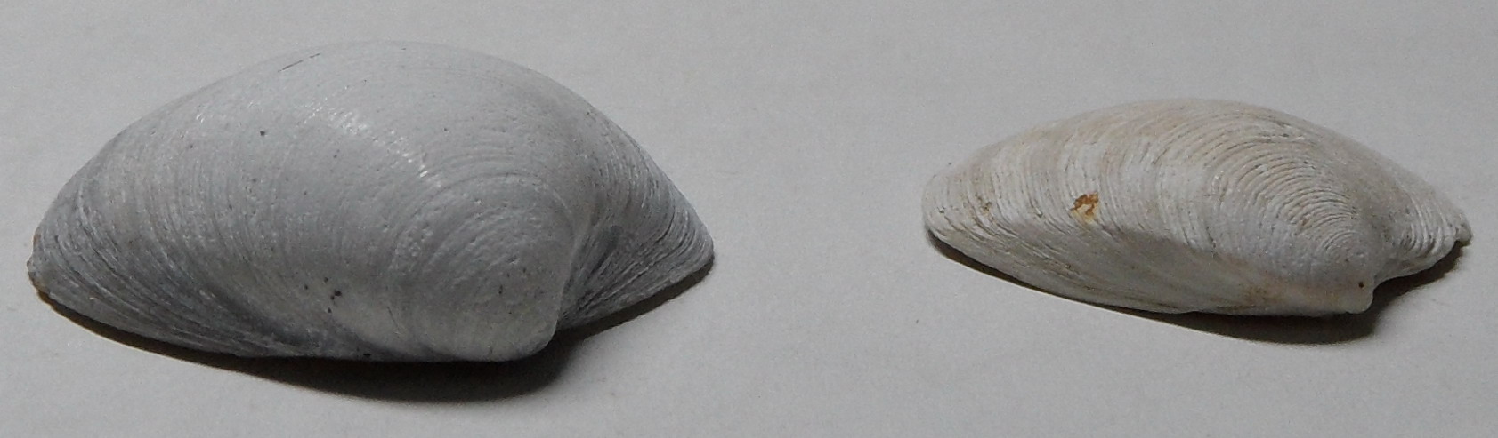 Bivalve dal torrente Stirone