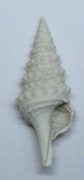 Gemmula?
