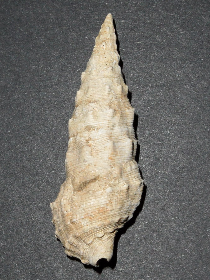 Cerithium...