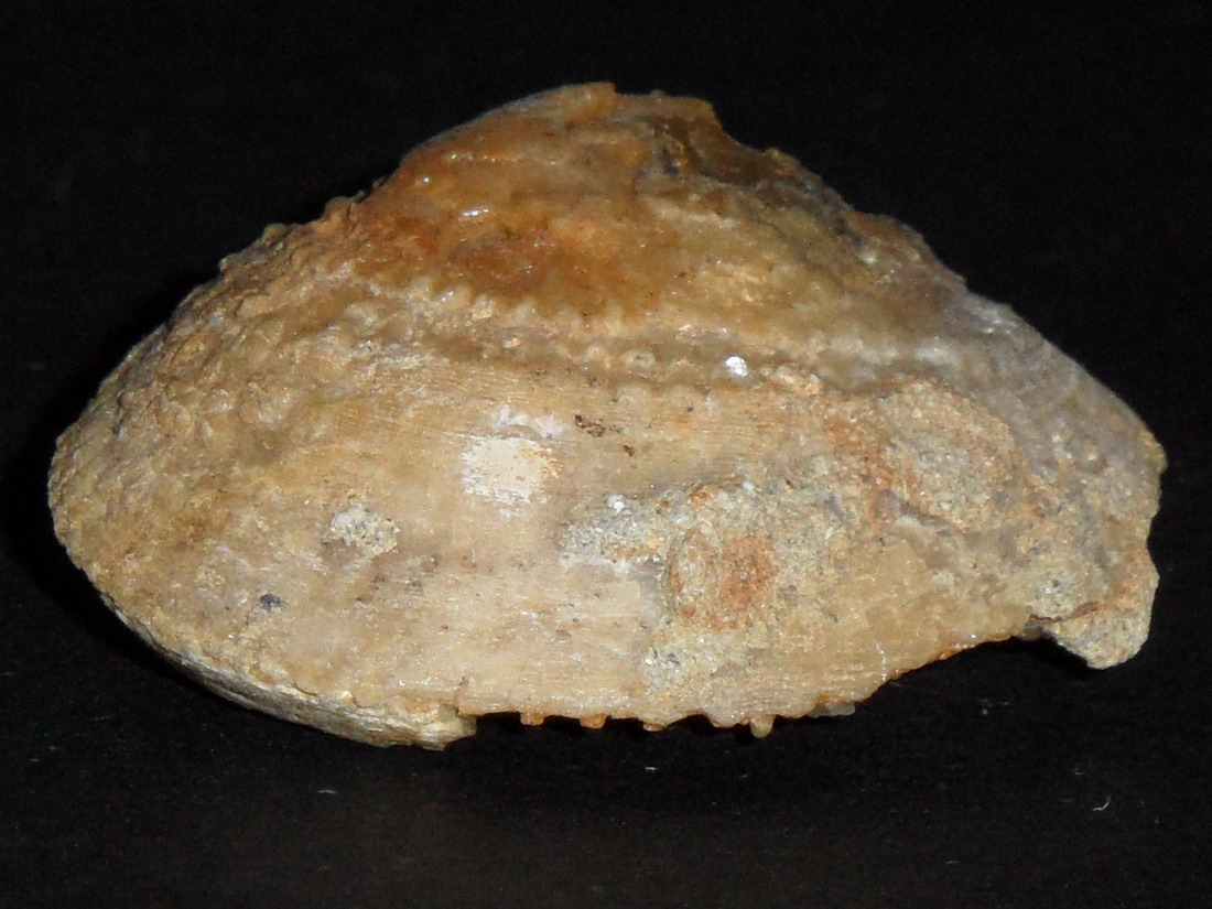 bivalve mineralizzato