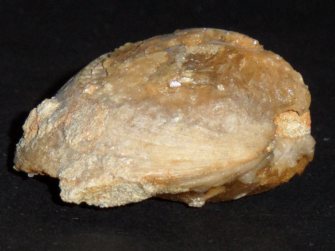 bivalve mineralizzato