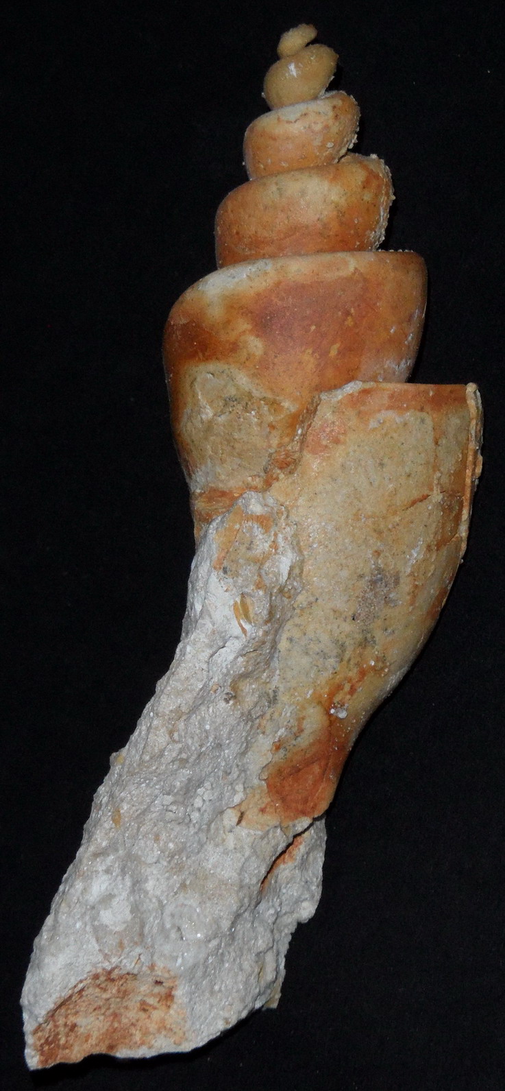 modello interno di...