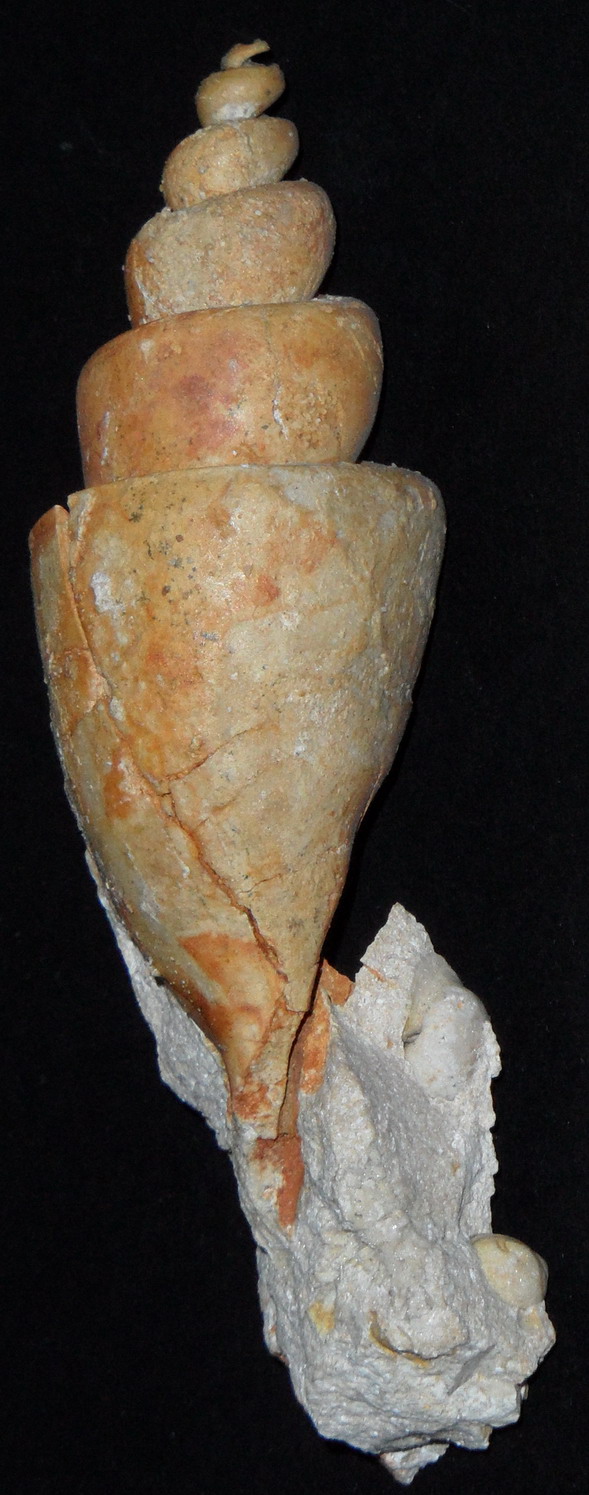 modello interno di...