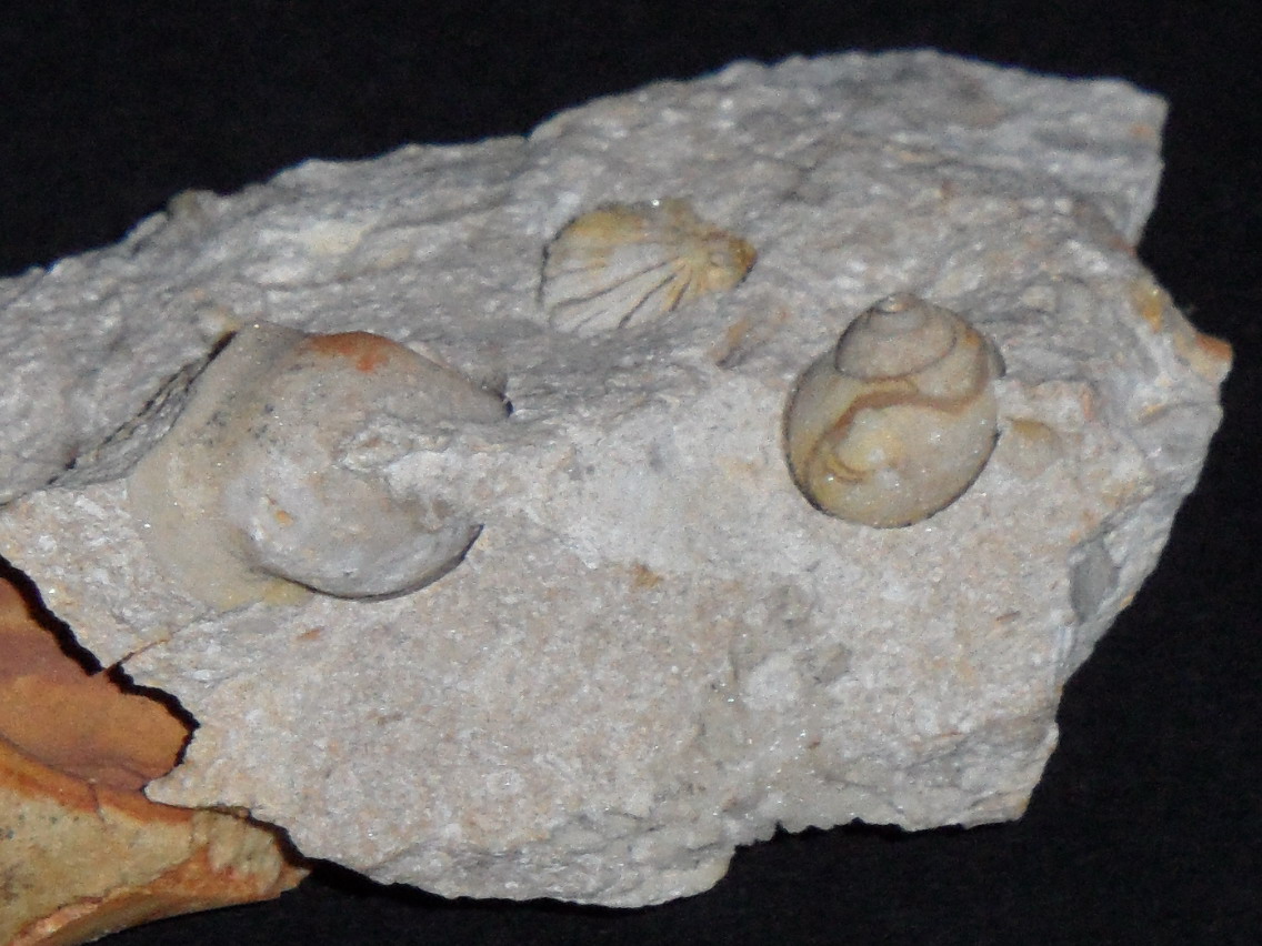 modello interno di...