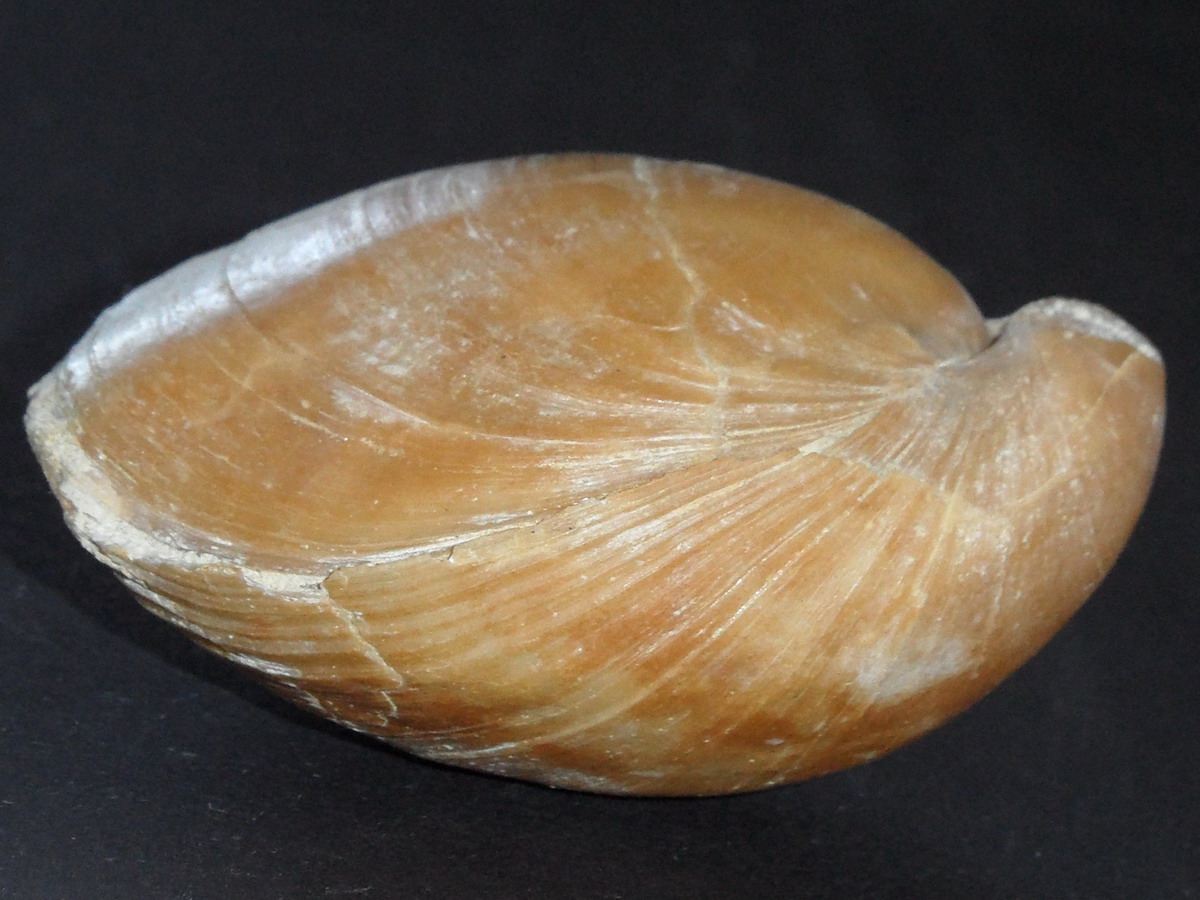 Terebratula scillae (?)